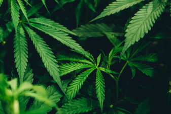 Foto på cannabisplantor