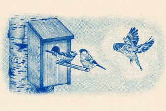 Illustration av en fågelholk med två små fåglar som sitter på pinnen till holken. En tredje fågel flyger bredvid.
